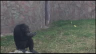 preview clip thumb